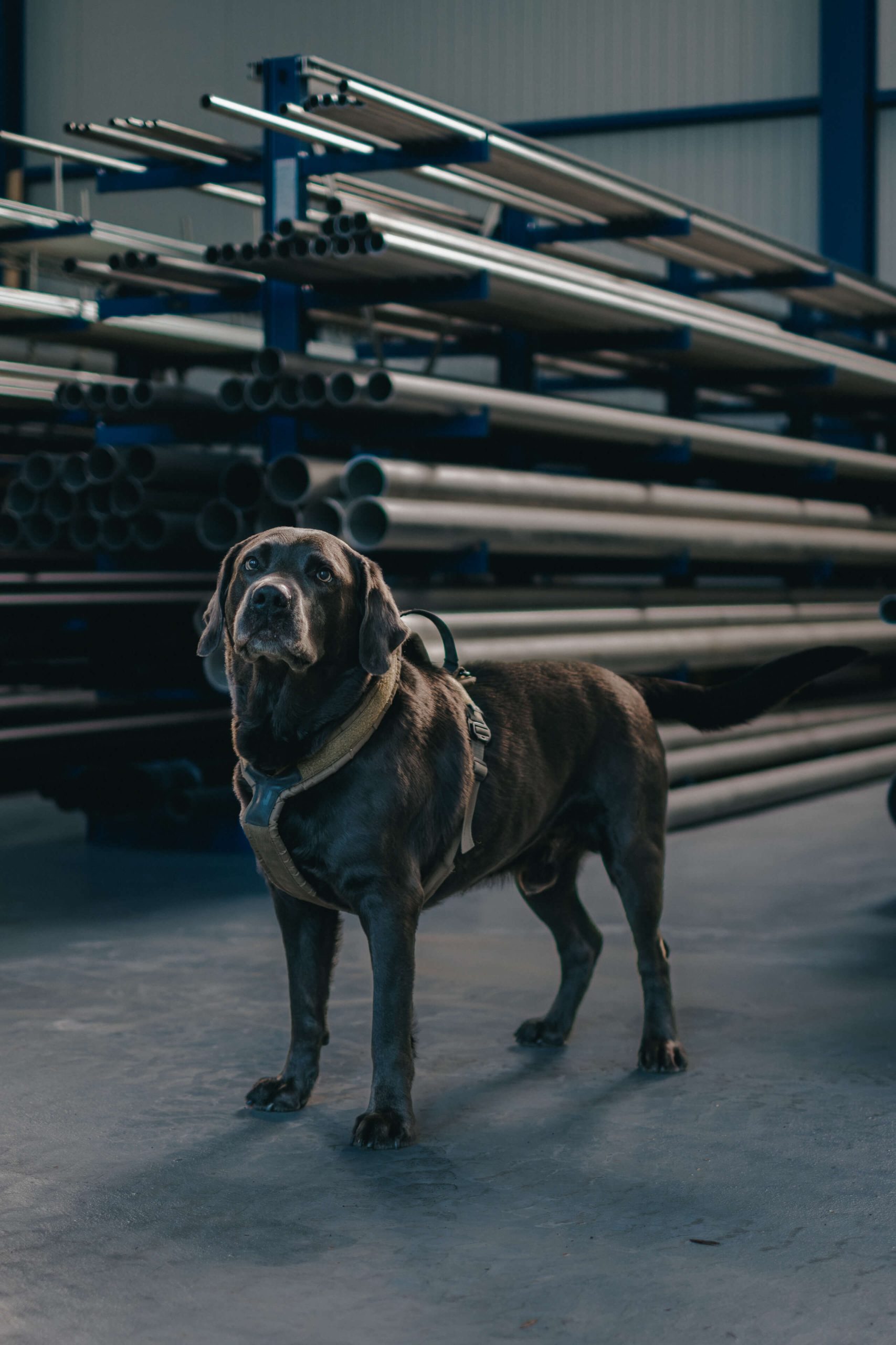 Hund Jess Team TUBEForce Trogen